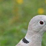Close-up of a light-gray pigeon with a red eye and black neck ring, against a blurred green background.