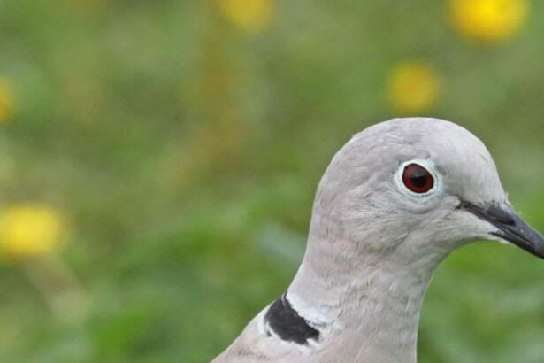 Close-up of a light-gray pigeon with a red eye and black neck ring, against a blurred green background.