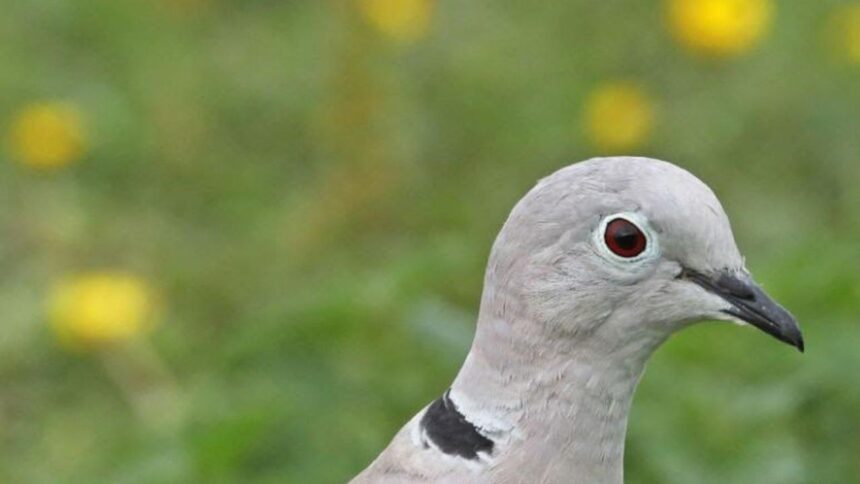 Close-up of a light-gray pigeon with a red eye and black neck ring, against a blurred green background.