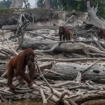 Three orangutans moving among fallen logs on a sandy riverbank covered with driftwood and debris.