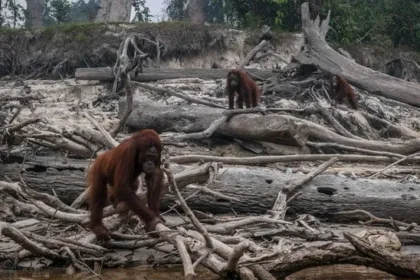 Three orangutans moving among fallen logs on a sandy riverbank covered with driftwood and debris.