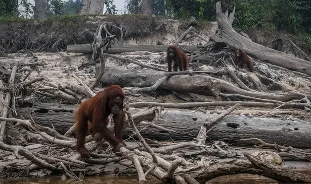 Three orangutans moving among fallen logs on a sandy riverbank covered with driftwood and debris.