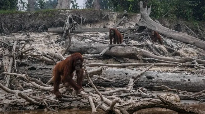 Three orangutans moving among fallen logs on a sandy riverbank covered with driftwood and debris.
