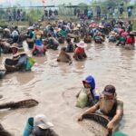Mass of workers wading in muddy field, harvesting shellfish using baskets as spectators watch from the bank