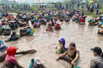 Mass of workers wading in muddy field, harvesting shellfish using baskets as spectators watch from the bank