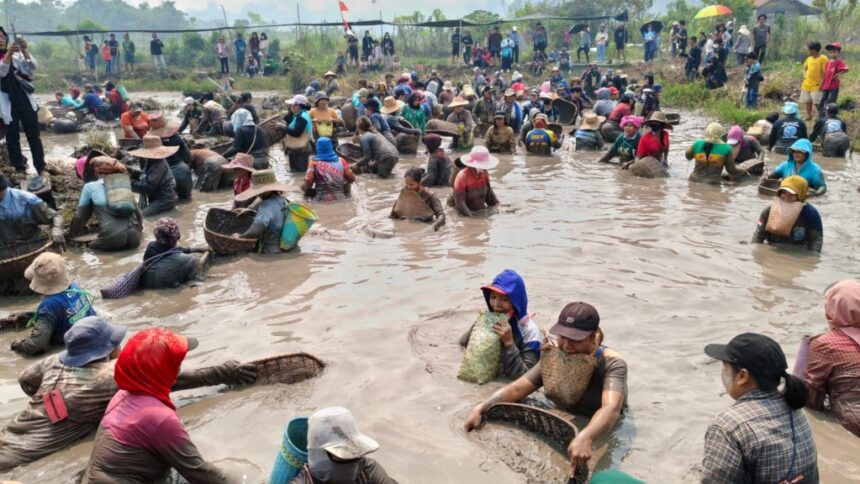 Mass of workers wading in muddy field, harvesting shellfish using baskets as spectators watch from the bank