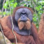 Adult orangutan with prominent cheek pads resting among tree branches in a lush green forest.