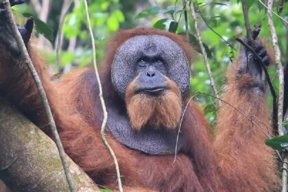 Adult orangutan with prominent cheek pads resting among tree branches in a lush green forest.