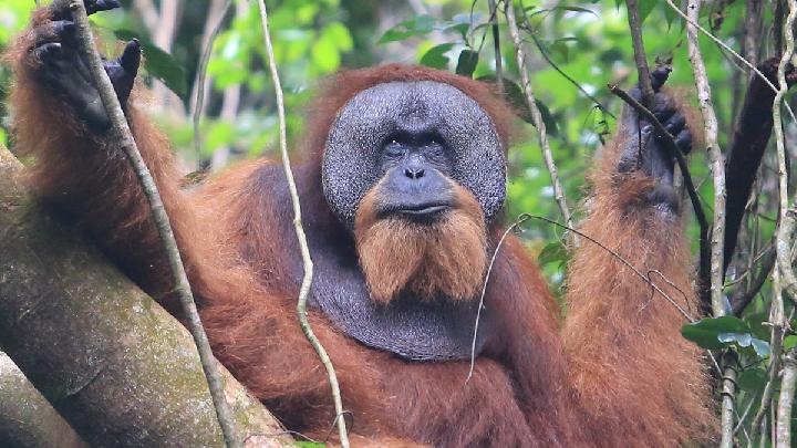 Adult orangutan with prominent cheek pads resting among tree branches in a lush green forest.