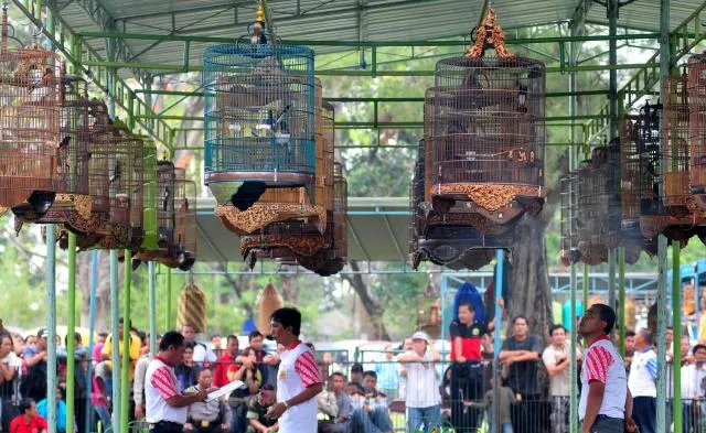 Bird cages hanging from a metal frame above a crowd at a bird show, with spectators watching and taking notes.