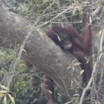 Orangutan resting on a thick tree branch among dense foliage in a forest setting, reddish-brown fur visible on the limb.