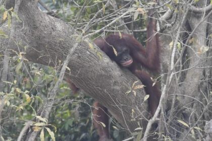 Orangutan resting on a thick tree branch among dense foliage in a forest setting, reddish-brown fur visible on the limb.