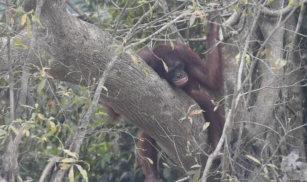 Orangutan resting on a thick tree branch among dense foliage in a forest setting, reddish-brown fur visible on the limb.