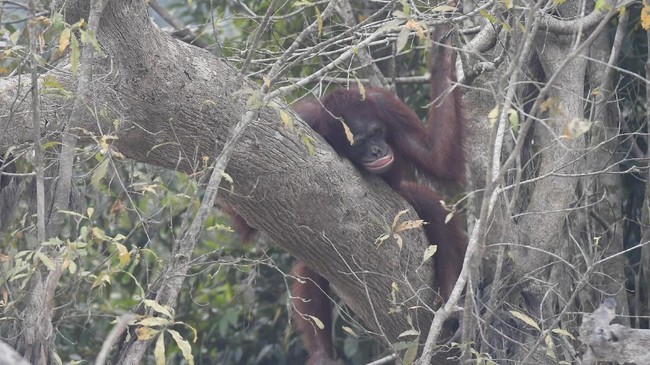 Orangutan resting on a thick tree branch among dense foliage in a forest setting, reddish-brown fur visible on the limb.