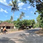 Tropical residential street with palm trees, low houses, and a man riding a bicycle on the road.