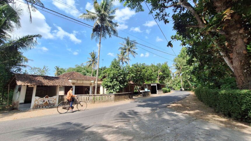 Tropical residential street with palm trees, low houses, and a man riding a bicycle on the road.