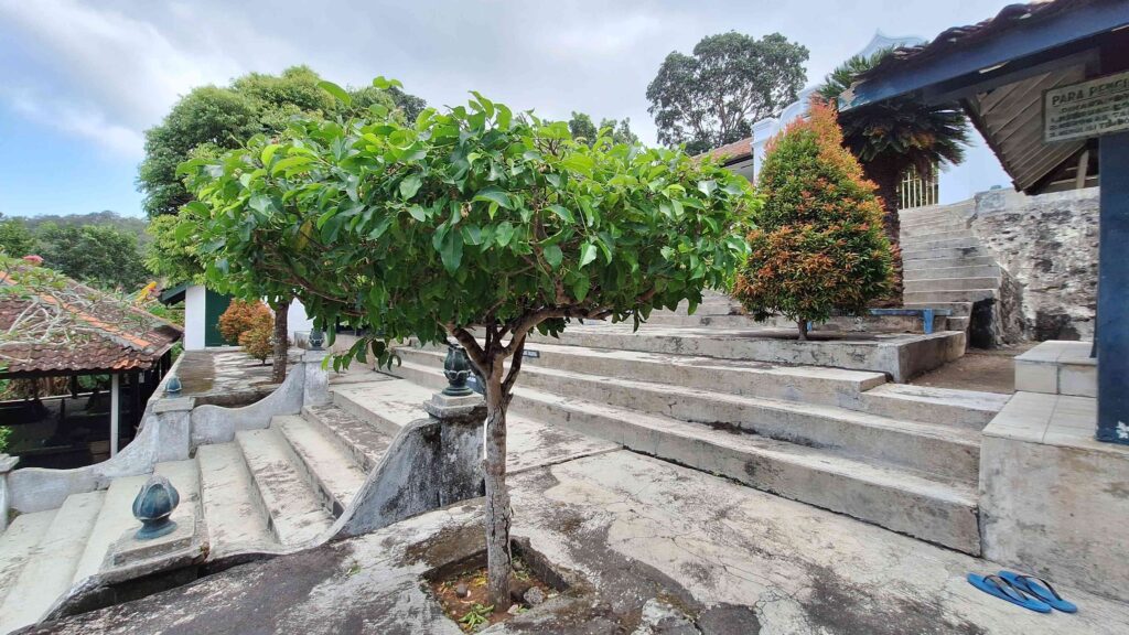 Small tree growing on a worn stone staircase in a temple courtyard, surrounded by greenery and plants.
