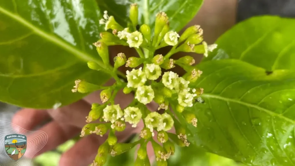 Close-up of pale green, tiny flowers clustered at the tip of a stem with glossy green leaves nearby