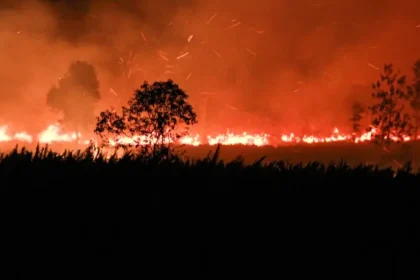 Nighttime wildfire with flames along a field and dark tree silhouettes in the foreground, smoke filling the sky.