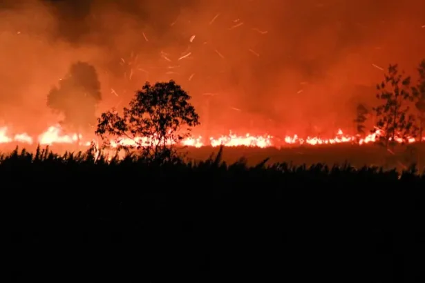 Nighttime wildfire with flames along a field and dark tree silhouettes in the foreground, smoke filling the sky.