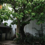 Large tree in a courtyard with a decorative crest in the upper-left and the words Ngayogyakarta Hadiningrat overlaid.