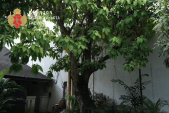 Large tree in a courtyard with a decorative crest in the upper-left and the words Ngayogyakarta Hadiningrat overlaid.