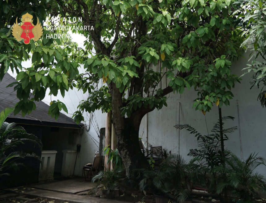 Large tree in a courtyard with a decorative crest in the upper-left and the words Ngayogyakarta Hadiningrat overlaid.