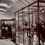 Orangutan preserved in a glass display case in a museum gallery with other exhibits nearby.