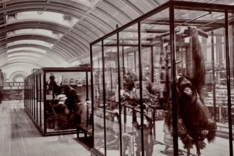 Orangutan preserved in a glass display case in a museum gallery with other exhibits nearby.