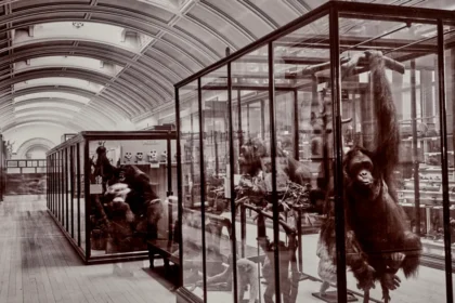 Orangutan preserved in a glass display case in a museum gallery with other exhibits nearby.
