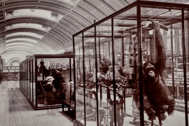 Orangutan preserved in a glass display case in a museum gallery with other exhibits nearby.