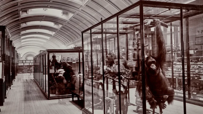 Orangutan preserved in a glass display case in a museum gallery with other exhibits nearby.