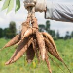 Person in a glove holds a cluster of large root tubers with soil, picked in a field.