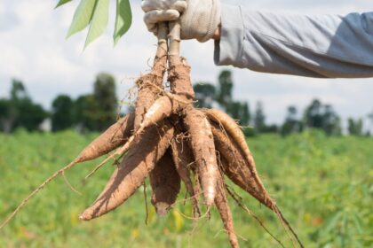 Person in a glove holds a cluster of large root tubers with soil, picked in a field.