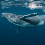 Whale shark gliding underwater just below the surface in clear blue water.