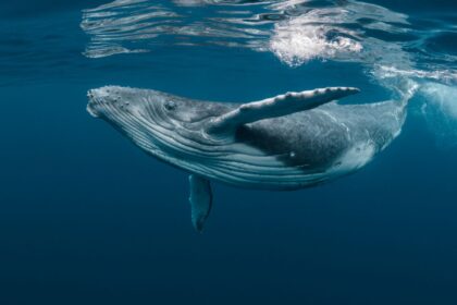 Whale shark gliding underwater just below the surface in clear blue water.