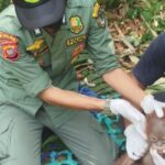 Officer in a green uniform with gloves gently tending to a young orangutan in a jungle setting while another helper wears a helmet and mask nearby.