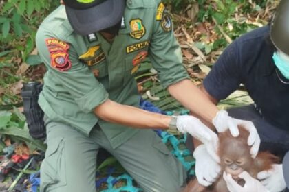 Officer in a green uniform with gloves gently tending to a young orangutan in a jungle setting while another helper wears a helmet and mask nearby.