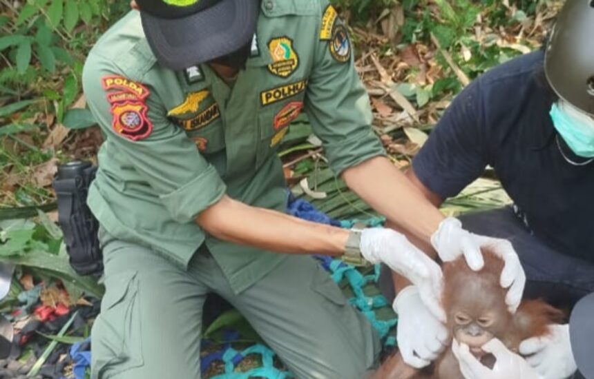 Officer in a green uniform with gloves gently tending to a young orangutan in a jungle setting while another helper wears a helmet and mask nearby.