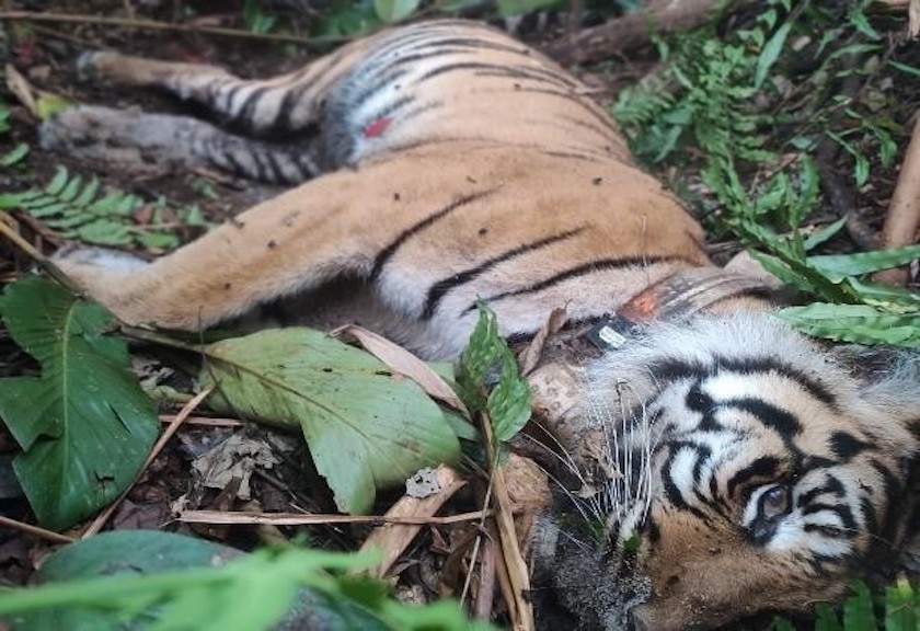 72 Harimau di Thailand Mati Mendadak Secara Misterius
