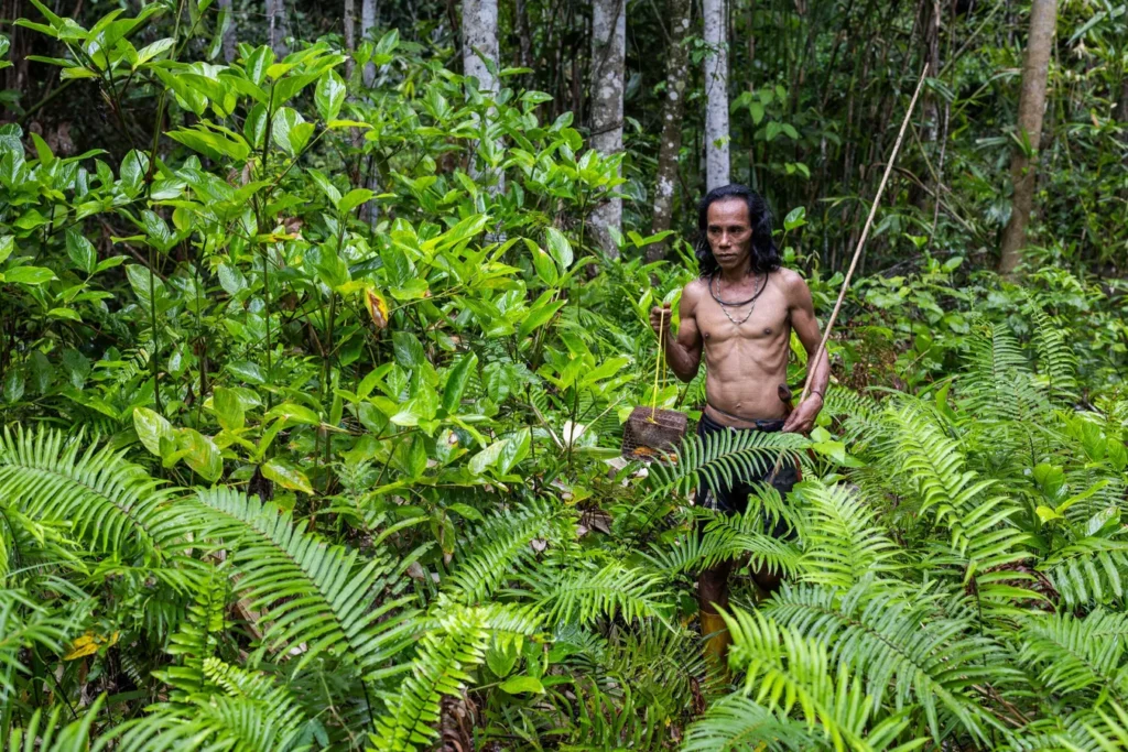 733505_0_0_3072_2048_1440x900_80_0_1_fc47aad51cb47009710814938fea7bf1jpg - Mabur.co Man with long hair, shirtless, carrying a woven basket and spear through a dense tropical jungle with ferns and trees.