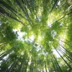 Bamboo stalks reach upward from a forest floor, leaves forming a bright green canopy with sunlight filtering through.