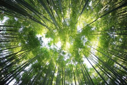 Bamboo stalks reach upward from a forest floor, leaves forming a bright green canopy with sunlight filtering through.