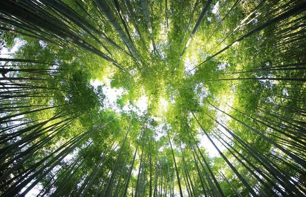 Bamboo stalks reach upward from a forest floor, leaves forming a bright green canopy with sunlight filtering through.
