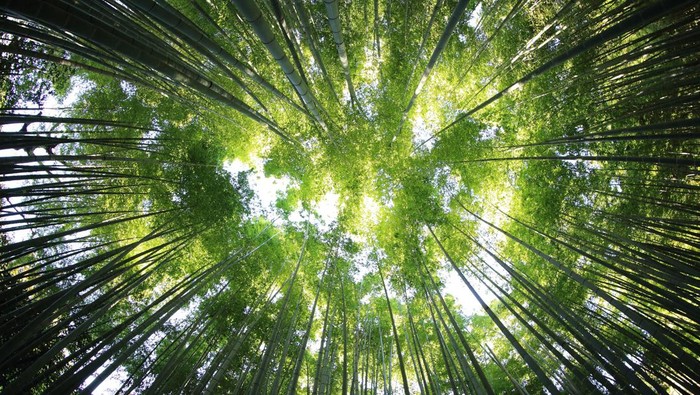 Bamboo stalks reach upward from a forest floor, leaves forming a bright green canopy with sunlight filtering through.