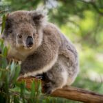 Koala with gray fur perched on a wooden branch among green eucalyptus leaves.