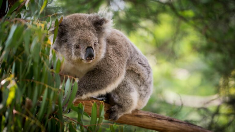 Koala with gray fur perched on a wooden branch among green eucalyptus leaves.