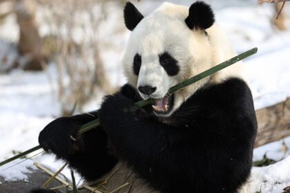 Giant panda sitting in the snow, holding and biting a long bamboo stalk.