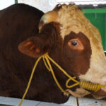 Brown and white cow with a yellow rope halter resting in a stall near green walls.
