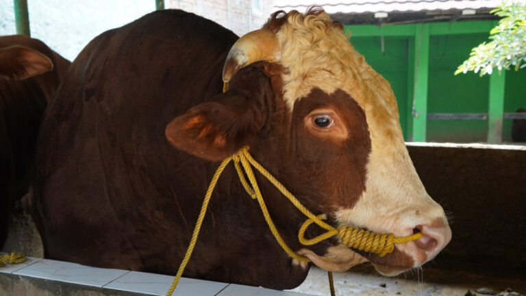 AZA - Mabur.co Brown and white cow with a yellow rope halter resting in a stall near green walls.